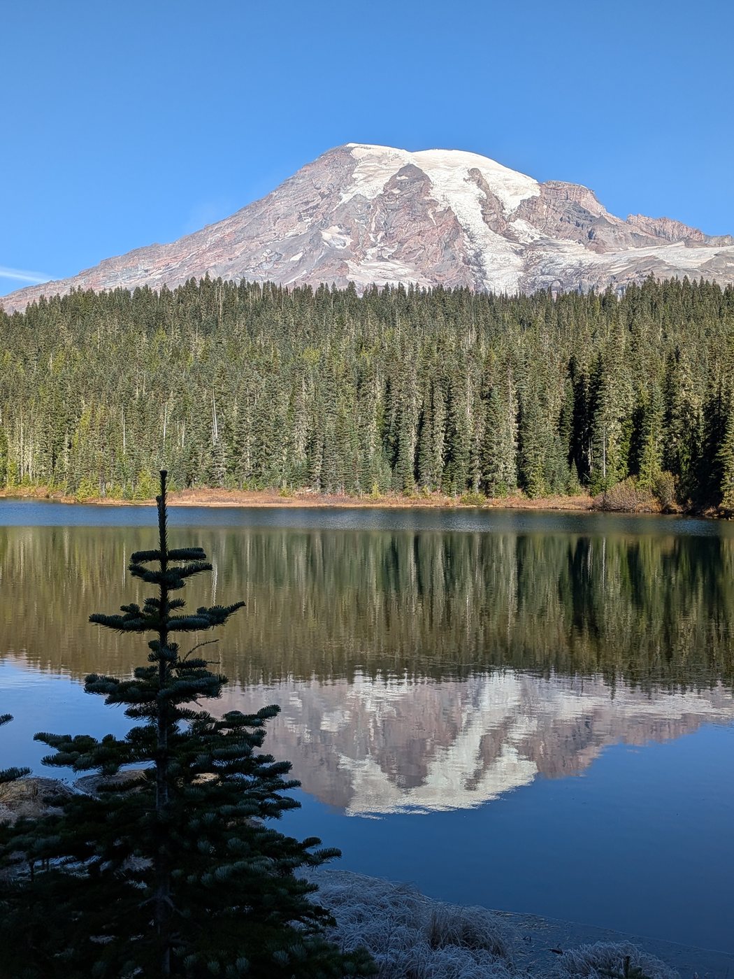 Mount Rainier reflected in a still lake below a line of firs
